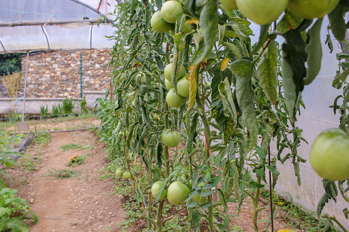 some tasty, organic, green tomatoes in my greenhouse