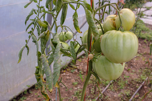 organic tomatoes in my greenhouse in Galicia, Spain