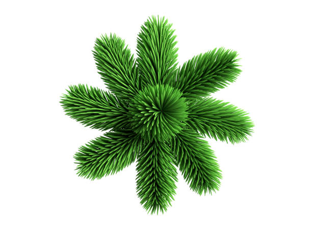 istock 3d render, Modern spruce twigs star, coniferous clip art collection, Christmas tree elements, isolated on white background 1698570779