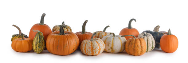 istock Harvested pumpkins isolated on white background 1698579003