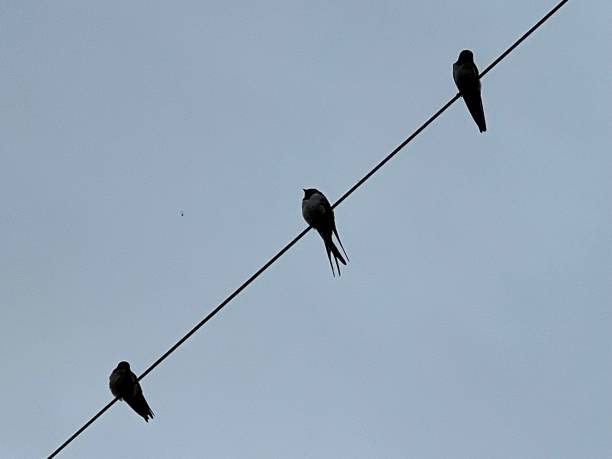 istock House Martins on a telephone wire 1698583325