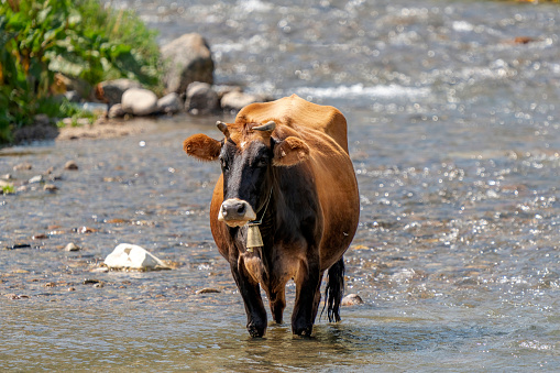 A cow cooling off in the river in hot weather in Turkey
