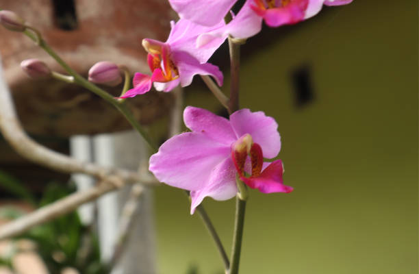 istock purple orchid flower 1698596885