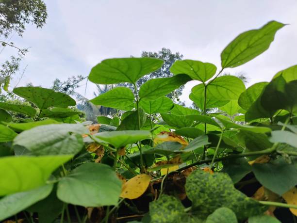 istock Green leafs, Beautify  green leafs photo 1698604722