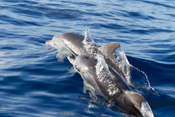 dolphins in the blue ocean stock photo