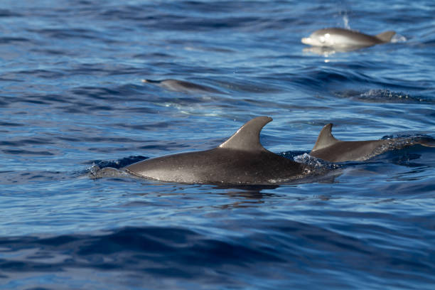 dolphins in the blue ocean stock photo