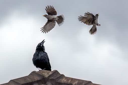 Two Noisy Miners (Manorina melanocephala) swooping on an Australian Raven (Corvus coronoides) atop the roof of a building. The Noisy Miners are fiercely territorial and keep fighting until the intruder goes away.