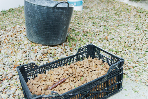 Almonds piled in piles on the ground for drying and peeling. Rustic.