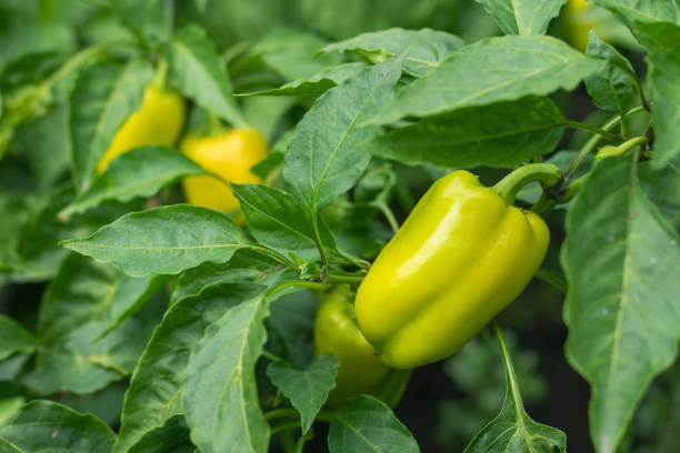 istock Sweet yellow pepper in the vegetable garden. 1698618362
