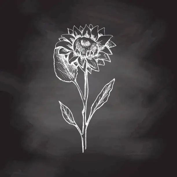 Vector illustration of Hand drawn sunflower sketch on chalkboard background. Monochrome flower doodle. Black and white vintage element. Vector sketch. Detailed retro style.