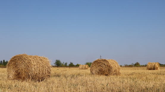 rolls of straw in a field in a beautiful landscape