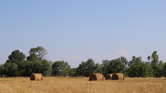 making hay on a rural field, rural landscape