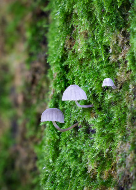 istock tiny micro mushrooms on the moss covered bark of a treetrunk 1698643633