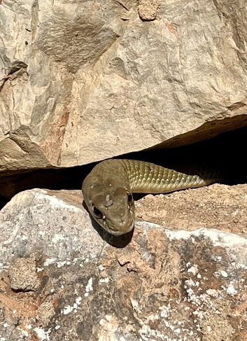 Snake in Spain rocks