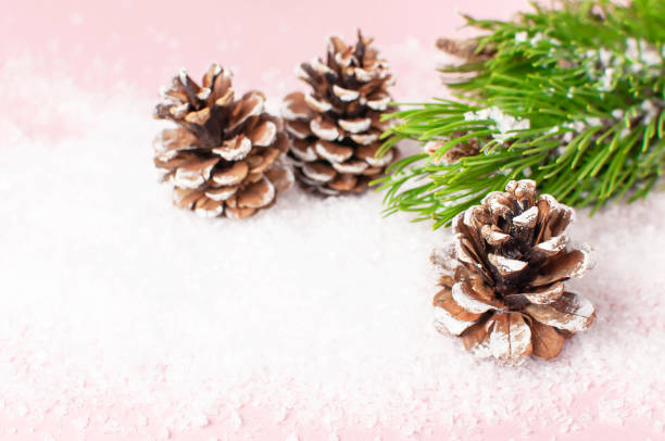 Christmas background, green pine branches, cones decorated with snow on snowy pink background. Creative composition with border and copy space design. New Year's, holiday, christmas decoration