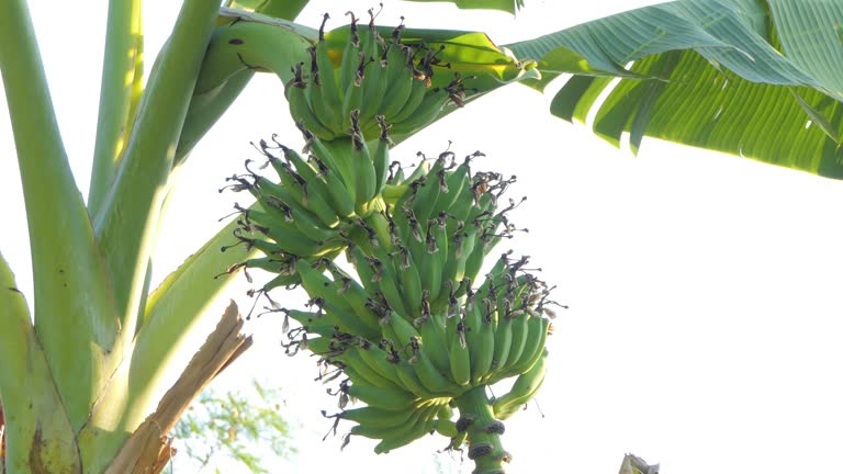 Banana tree in organic agriculture garden.