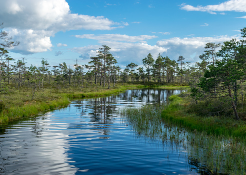 sunny summer landscape from the swamp, white cumulus clouds reflect in the dark swamp water. Bright green bog grass and small bog pines on the shore of the lake. Nigula bog, Estonia