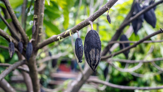 Close-up of cacao pod black rot on cocoa trees, Farmer's damaged output
