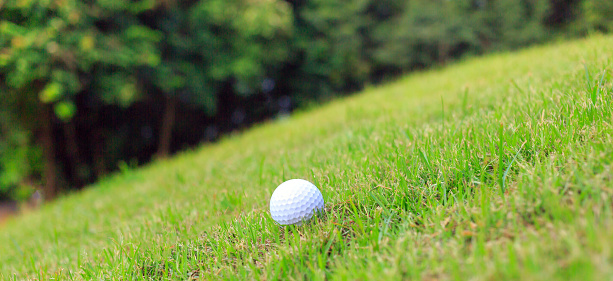 A golf ball in the light rough beside a daisy.