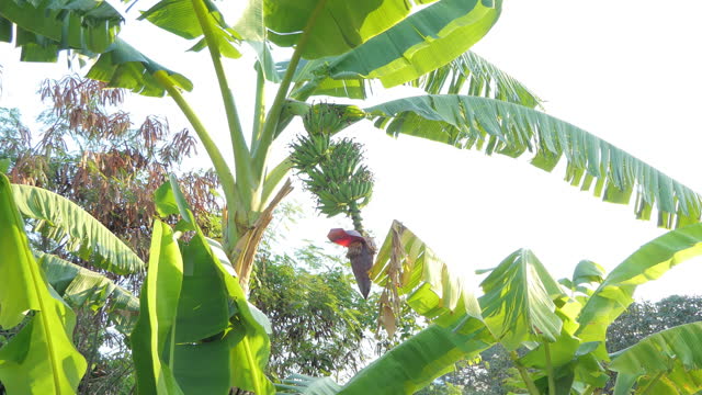 Banana tree in organic agriculture garden.