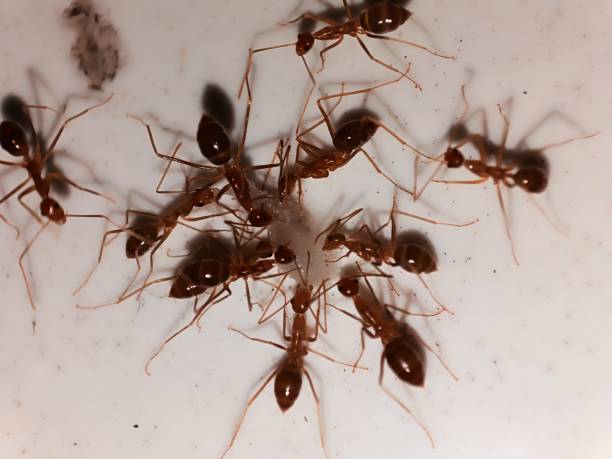 istock A bunch of ants 1698666017
