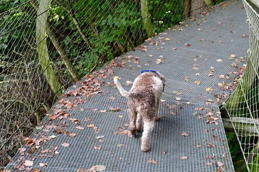 Ein Lagotto Romagnolo Hund wandert in Südtirol