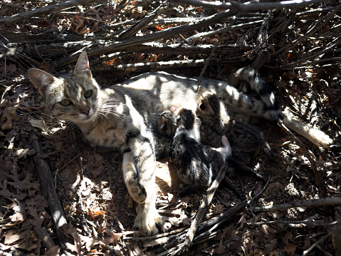 European Lynx cub lying on a rock.