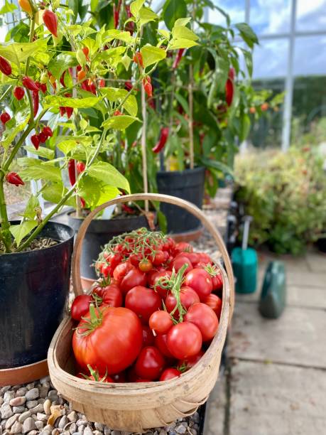 Heirloom Tomato Harvest in Glasshouse