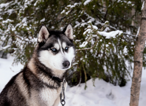 Portrait of black husky dog on a background of pinetrees of winter snow forest