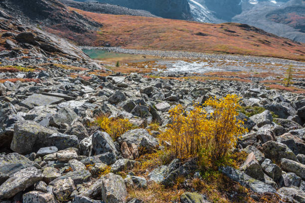 Colorful autumn landscape with small yellow tree among stones and rocks in sunny day. Vivid autumn colors in high mountains. Sunlit yellow leaves of small tree. Motley mountain flora in bright sun. colorido paisaje otoñal con pequeño árbol amarillo entre piedras y rocas en día soleado. colores vivos otoñales en alta montaña. hojas amarillas iluminadas por el sol de un pequeño árbol. flora de montaña abigarrada bajo un sol brillante.