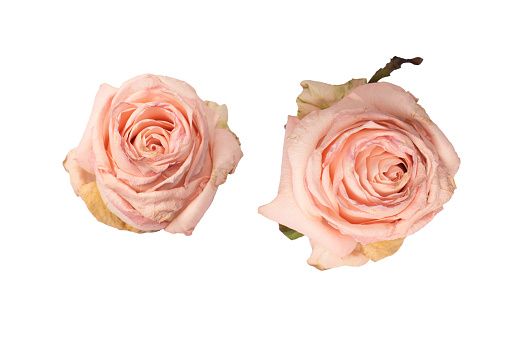 Dry pink rose isolated on a white background. Dry flower.