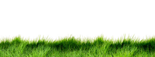 istock Green grass isolate banner with white background. bright green meadow with copy space for text. 1698706449