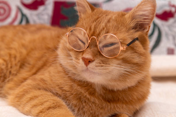 istock Cat in glasses on a light background with copy space. Fluffy ginger cat wearing glasses. Smart, scientists cat 1698706492