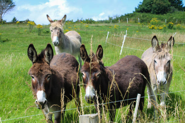 istock Donkeys in a green field, Ireland 1698707107