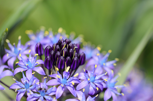 Beautiful blue purple colored Cuban lily (Schiller Peruviana) flower head, closeup macro photograph.