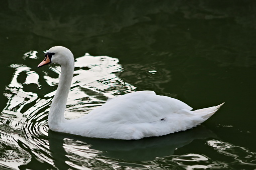 The mute swan (Cygnus olor) is a species of swan and a member of the waterfowl family Anatidae. It is native to much of Eurosiberia, and (as a rare winter visitor) the far north of Africa. It is an introduced species in North America, home to the largest populations outside of its native range, with additional smaller introductions in Australasia and southern Africa. The name \