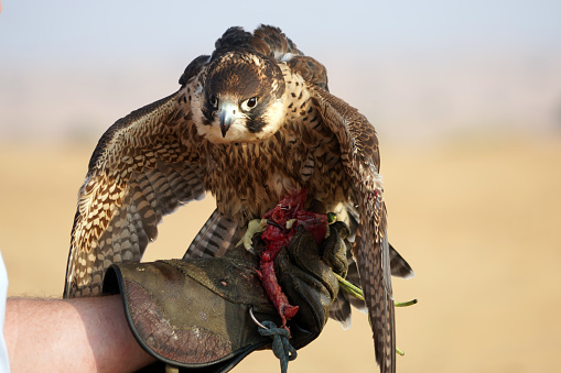 Lesser krestel flying Falco naumanni
