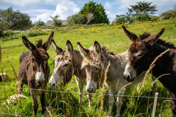 Donkeys in a green field, Ireland