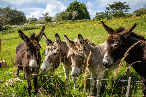 In a picturesque green field in the heart of the Irish countryside, a scene of pastoral simplicity and charm unfolds. Grazing peacefully amid the lush grass are a group of contented donkeys, their presence adding to the idyllic beauty of the landscape.\n\nThe field, a carpet of vibrant green, stretches out beneath the open sky, framed by rolling hills and the occasional tree. It's a place where nature's palette is at its most vivid, and the air is filled with the sweet scent of earth and wildflowers.\n\nThe donkeys, with their shaggy coats and gentle eyes, move gracefully through the field. They pluck mouthfuls of tender grass, their soft munching sounds blending with the symphony of nature. Each donkey carries an air of peaceful contentment, as if they've found their own corner of paradise.\n\nAs they roam, their ears flick and turn, listening to the distant sounds of birdsong and rustling leaves. Occasionally, one may bray softly, adding its own voice to the tranquil chorus of the countryside.