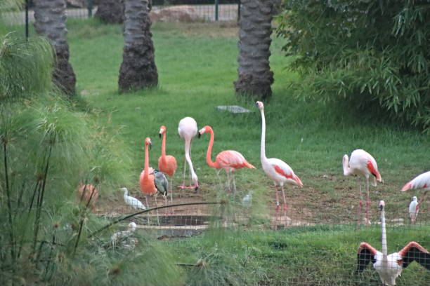 istock Pink flamingos 1698709048