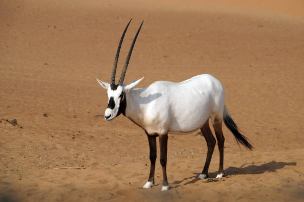 oryx árabe no deserto de dubai - emirados árabes unidos - arabian oryx - fotografias e filmes do acervo