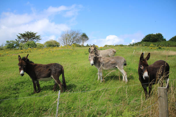 istock Donkeys in a green field, Ireland 1698710235