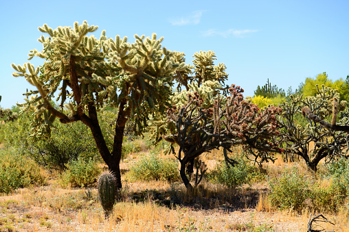 Cholla cactus Sonora desert mid spring on a bright day