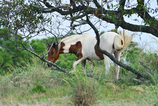 Chincoteague Pony standing in the trees