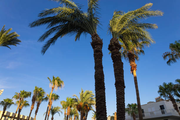 istock Green palms during golden hour 1698719997