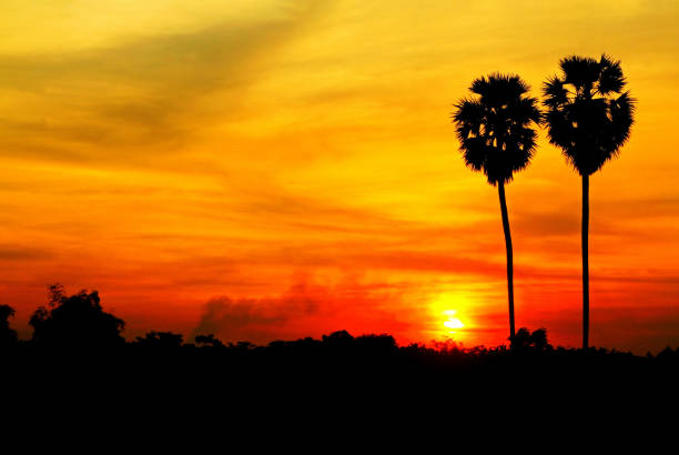 Silhouette two sugar palm trees with sunset or sunrise and left copy space. Beautiful Landscape and Nature