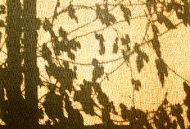 istock Shadow of branches tree with leaves on brown curtain or wall. Background and Textures concept. 1698721615