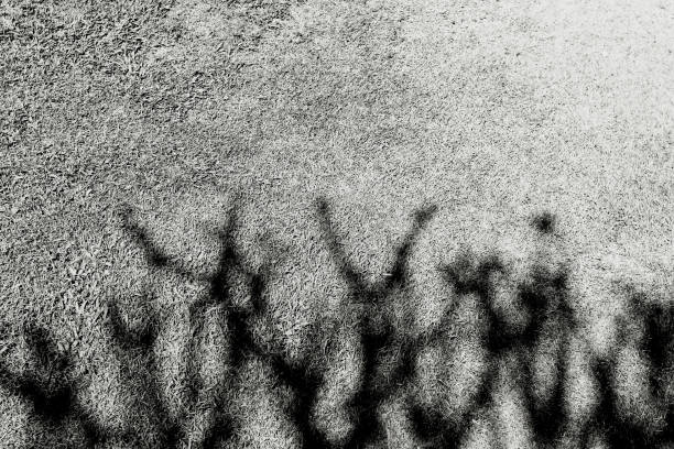 istock Abstract shadow of tree branches on the grass field background with above copy space in black and white style. 1698721628