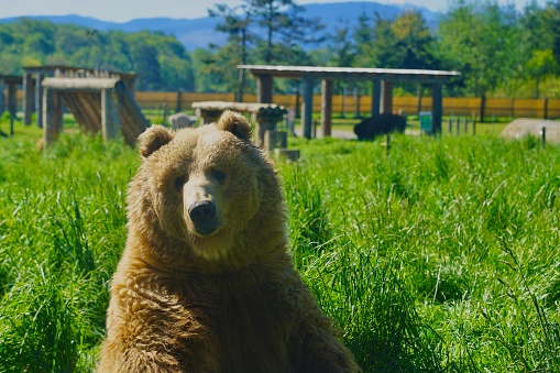 A grizzly bear is looking to the camera