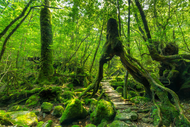 istock Forest path under a cedar tree on Kagoshima Island, Japan 1698742280